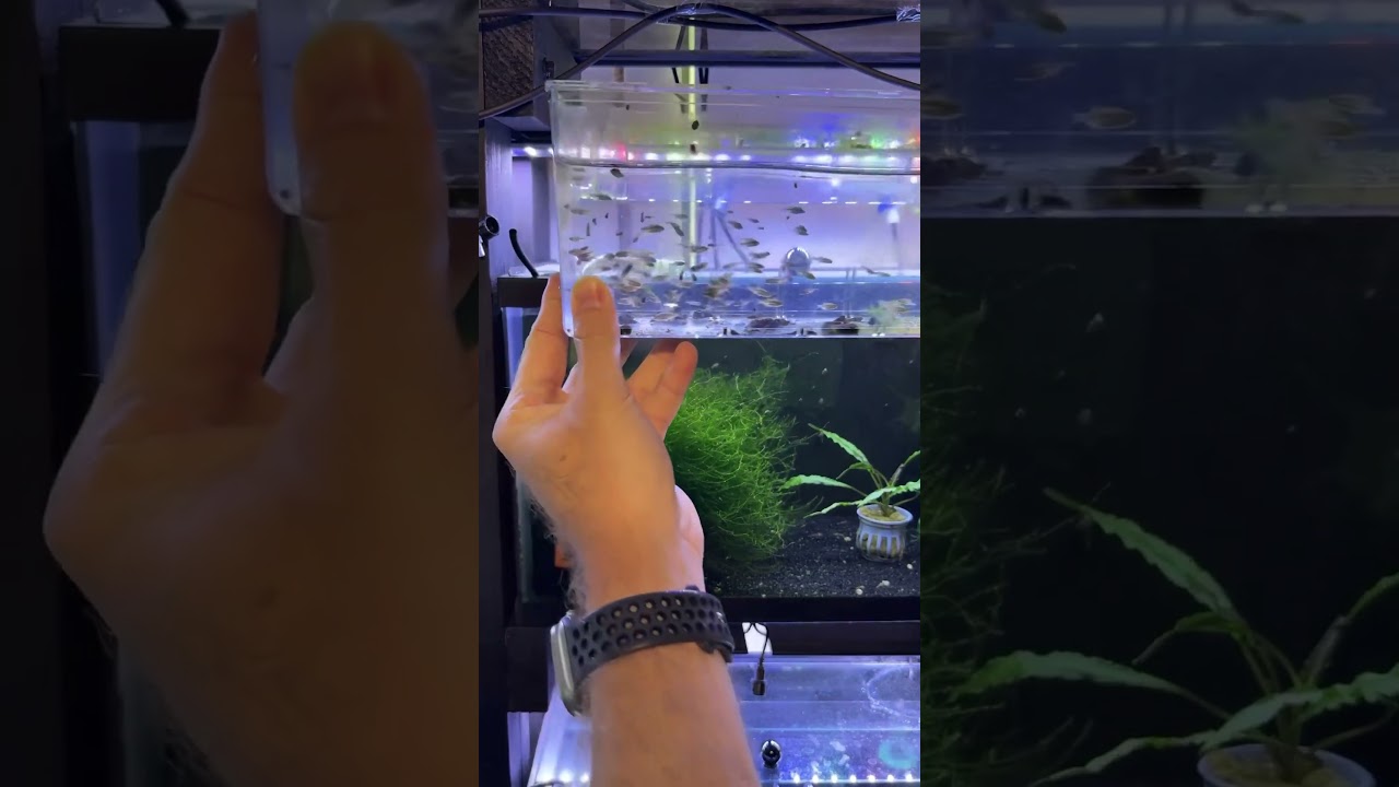 Want HUNDREDS of Celestial Pearl Danios? Here&rsquo;s How I Do It! #cpd #fishbreeding