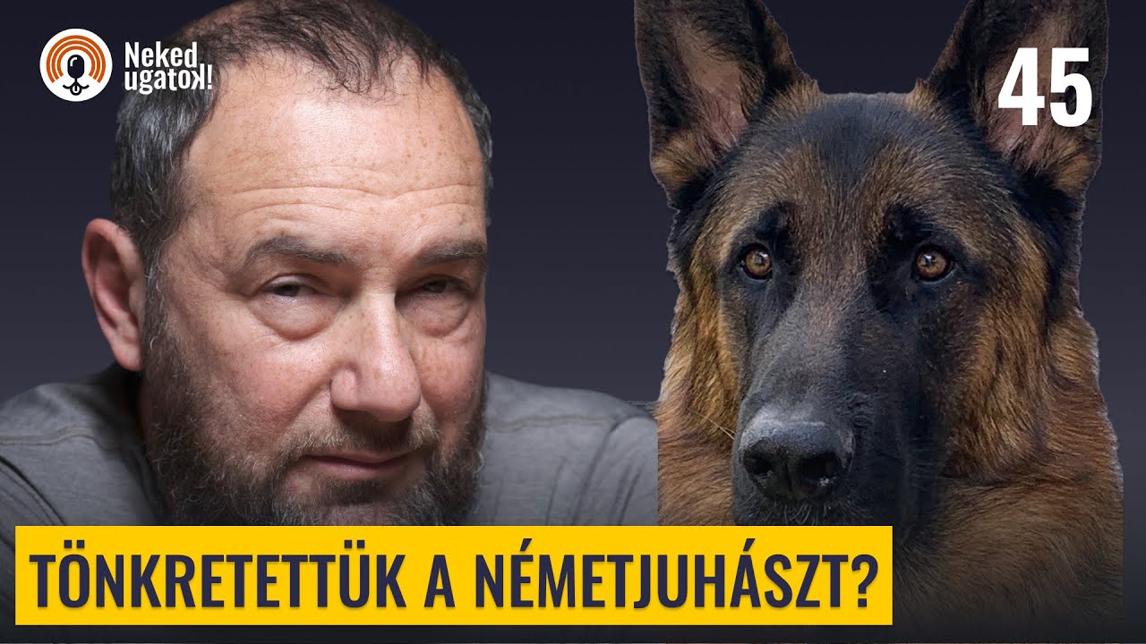 A kutya, aki a tűzbe is utánad megy | Németjuhász fajtabemutató | #45
