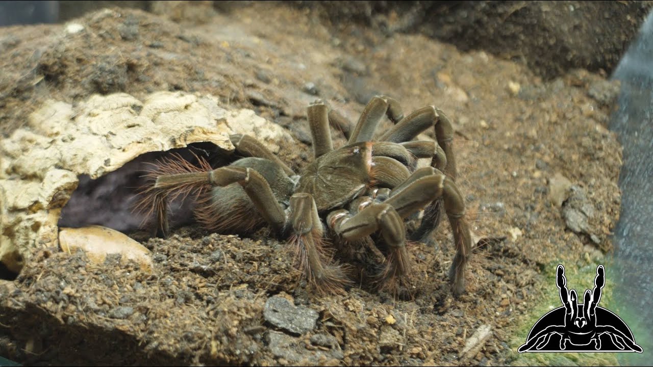 Flawless TARANTULA FEEDING VIDEO (none refused food!)