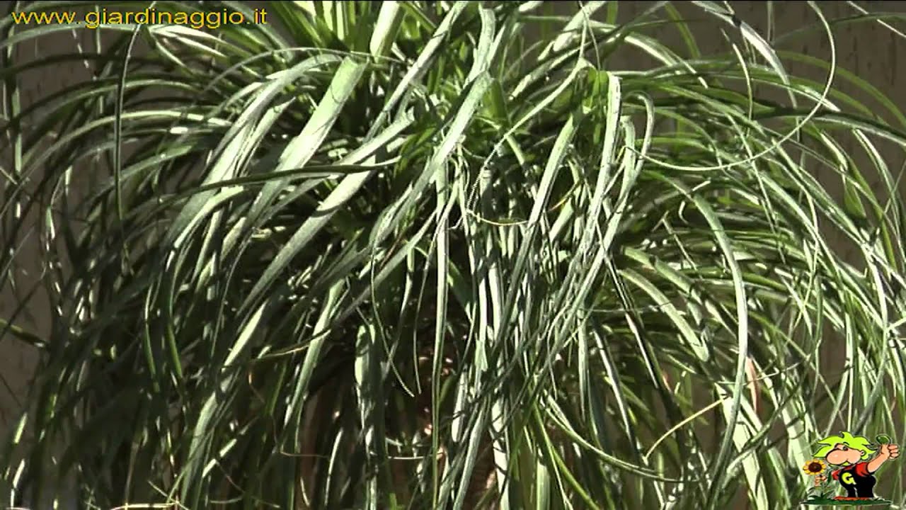 beaucarnea