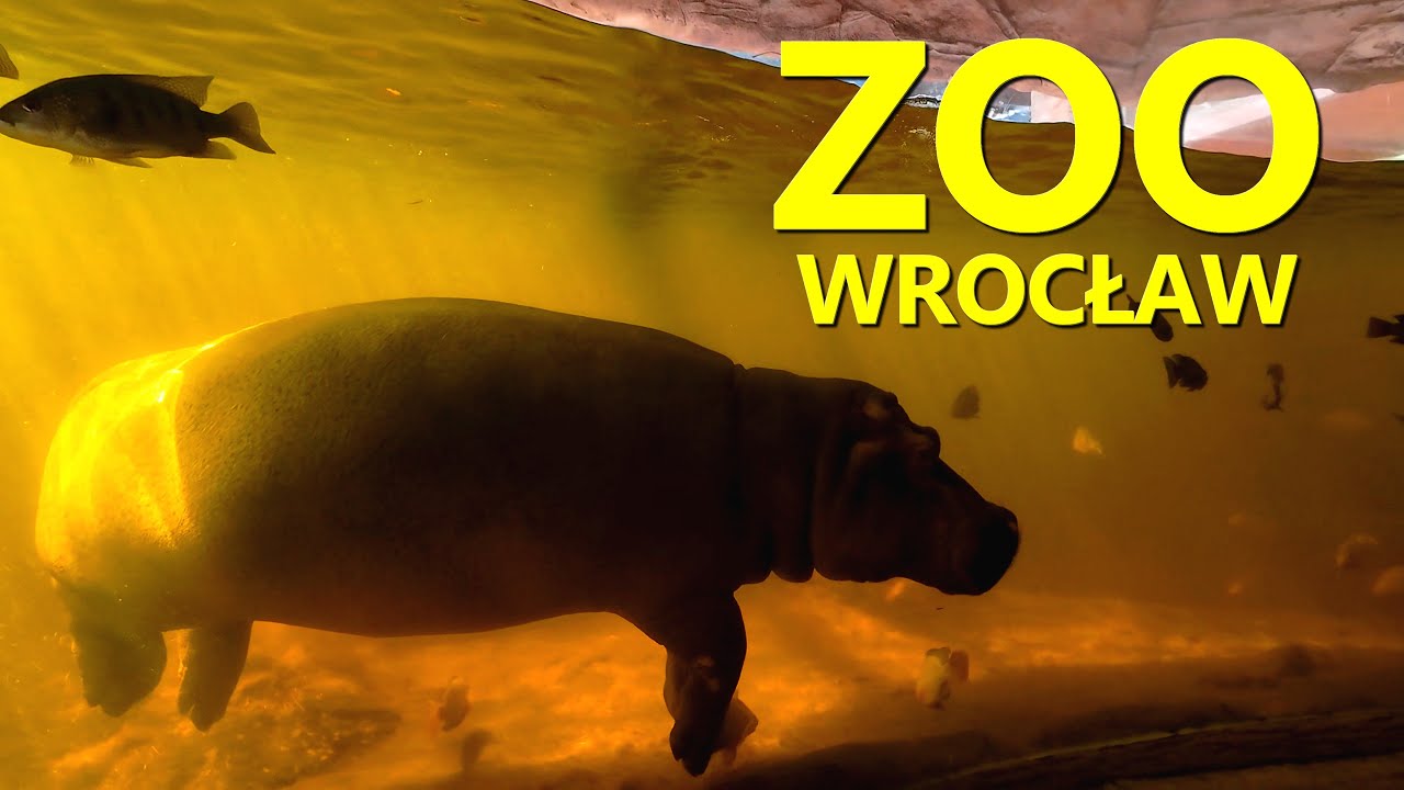 ZOO Wrocław | Walking Tour | POLAND 🇵🇱 | 4K60fps