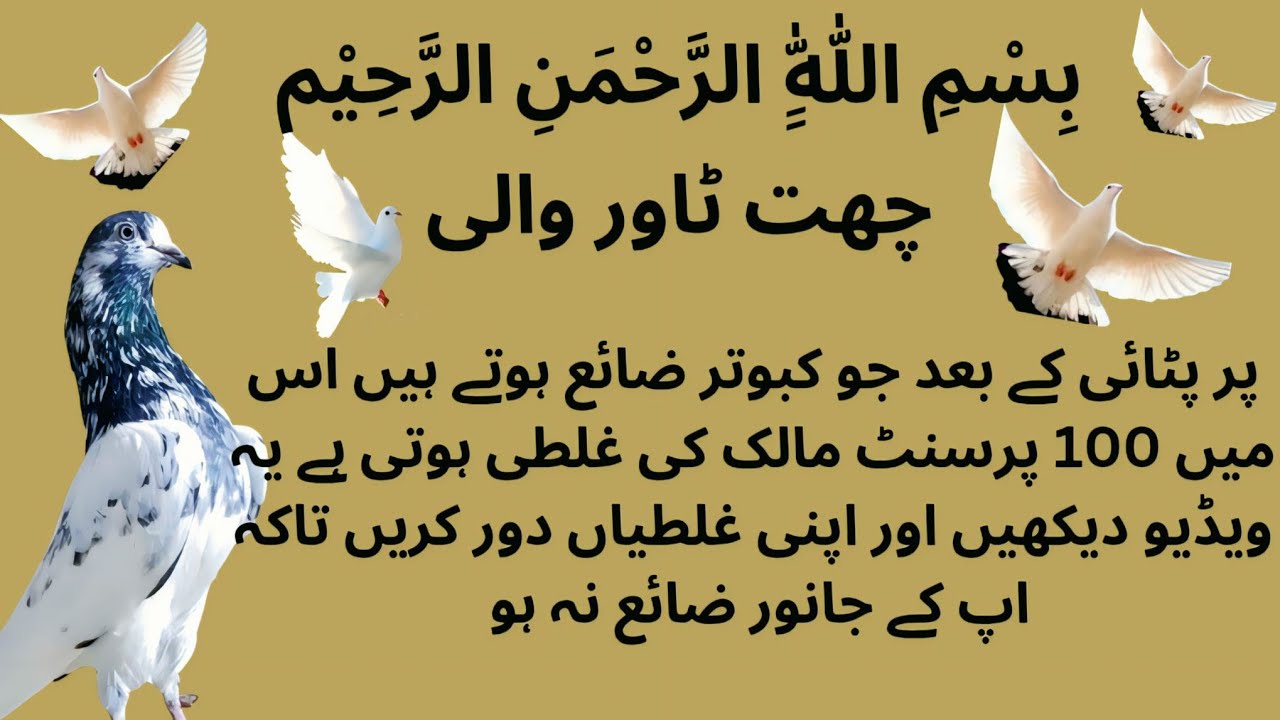 پر پٹائی کے بعد کبوتر مالک کی غلطی سے ضائع ہوتا ہے 😧😱😱