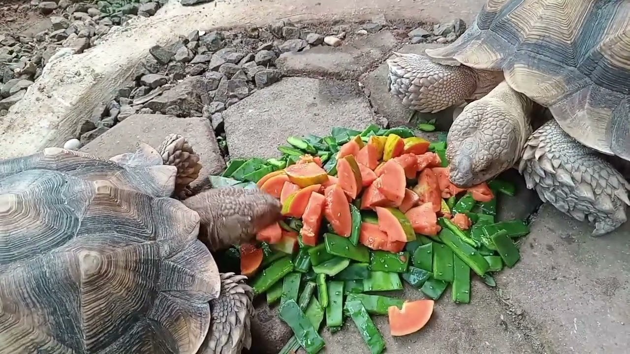 Rakus banget makan pepaya sama kaktus... #sulcata #kurakura #turtle #hewan 