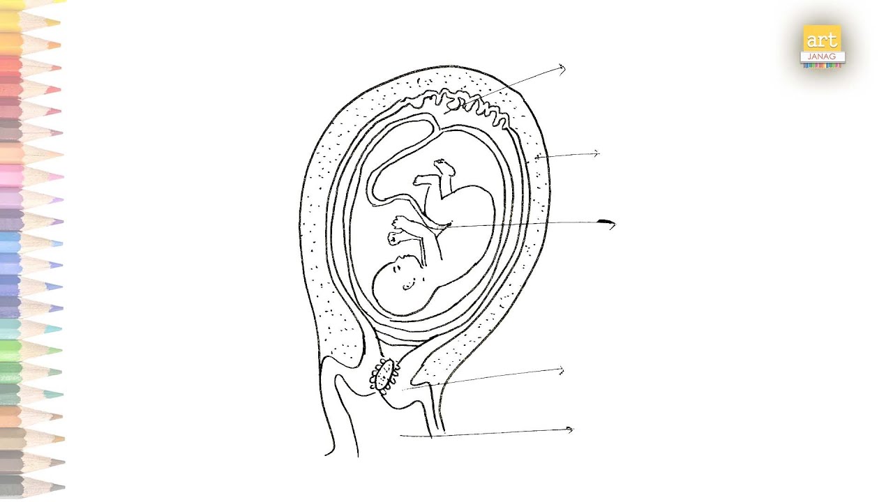 Human baby in womb Drawing easy | How to draw human womb step by step | Science diagram tutorials
