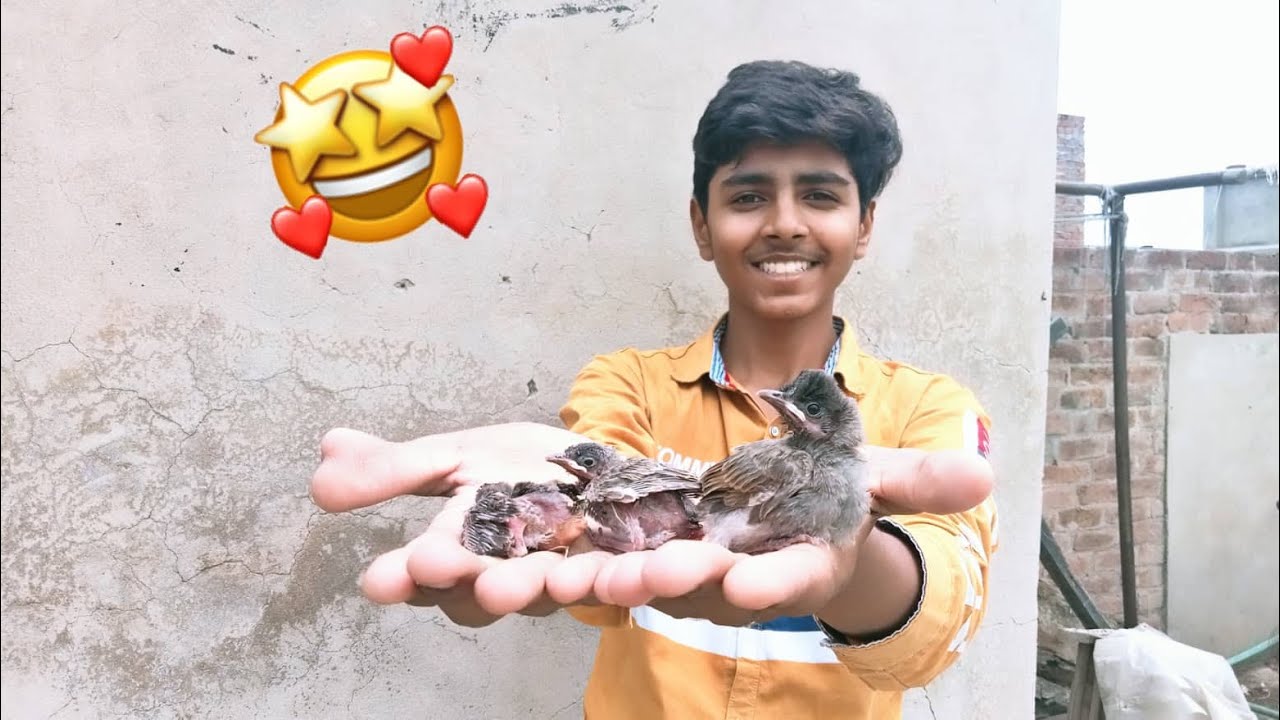 BulBul Ky Bachy Mily 😃 Hand Feed Py Utha Liya