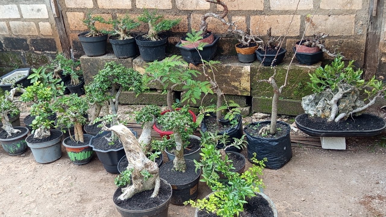 Di Obral‼️ bonsai semi jadi cuma 150an,fuul stok,Gilang Bonsai 0852 3238 7806
