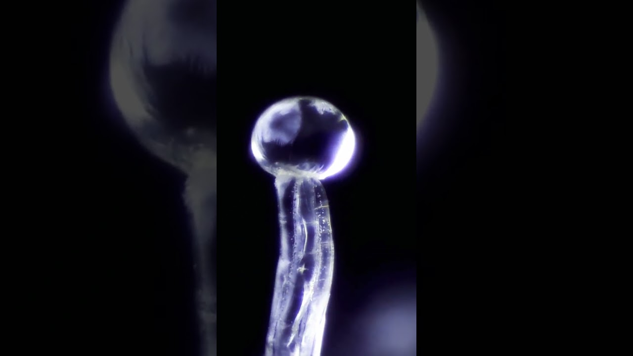 Cannabis Trichome At Very High Magnification!