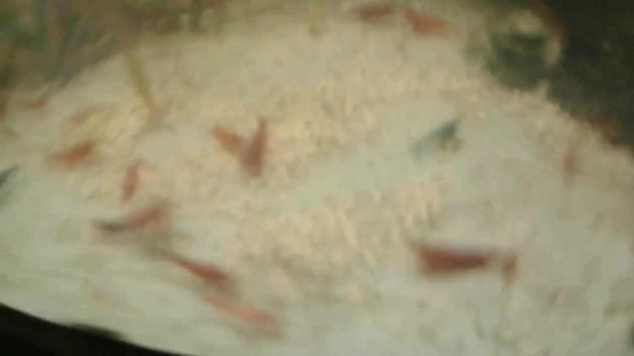 the shrimp show