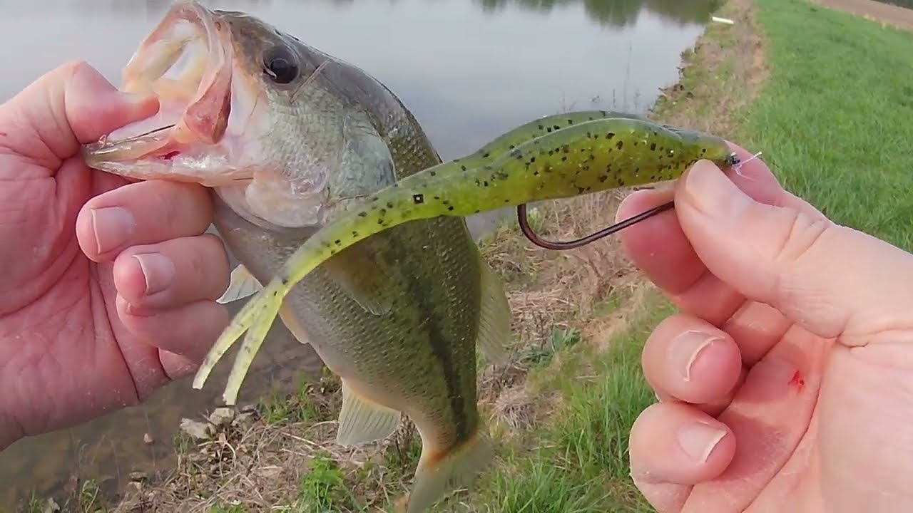 Texas Style Zoom Fluke: How To Rig, Work, and Catch Bass