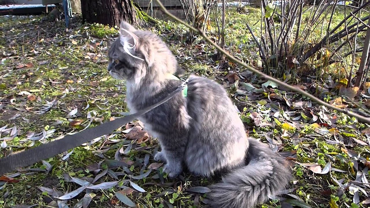 Siberian kitten on a walk