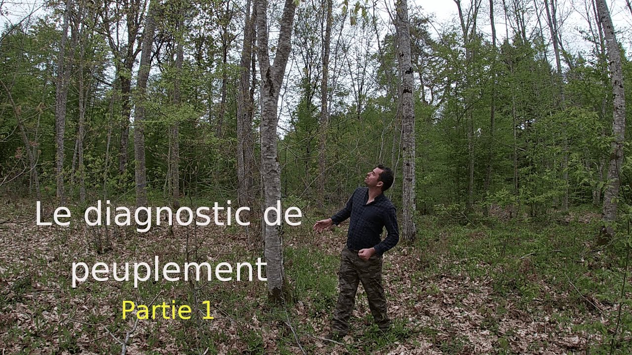 Diagnostic de peuplement forestier (critères qualitatifs)