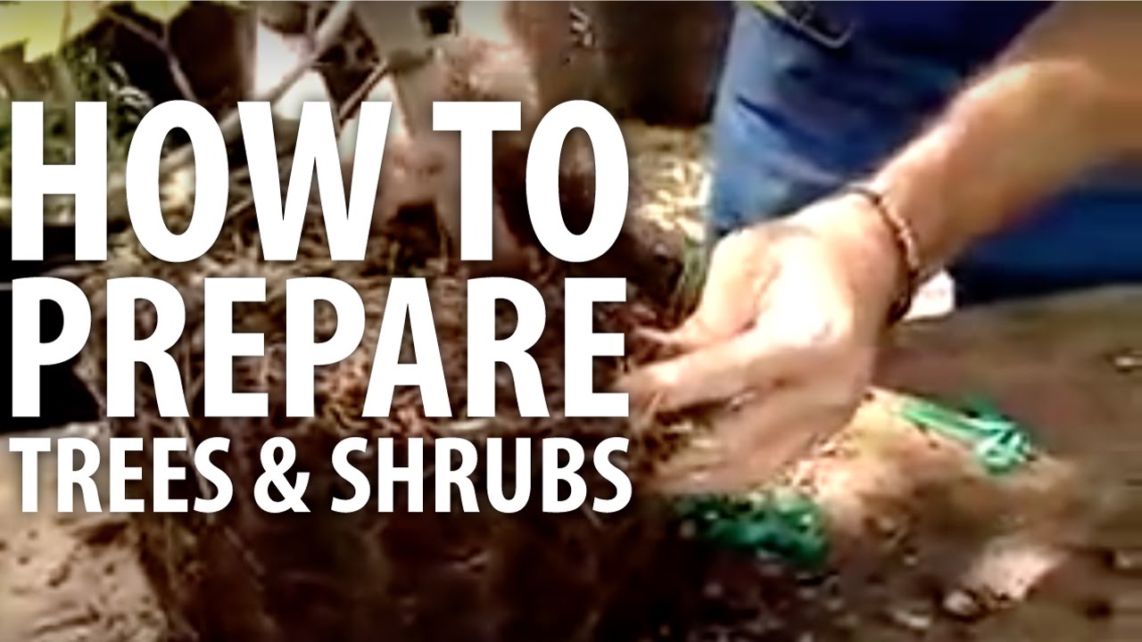 How To Prepare Trees and Shrubs - The Dirt Doctor
