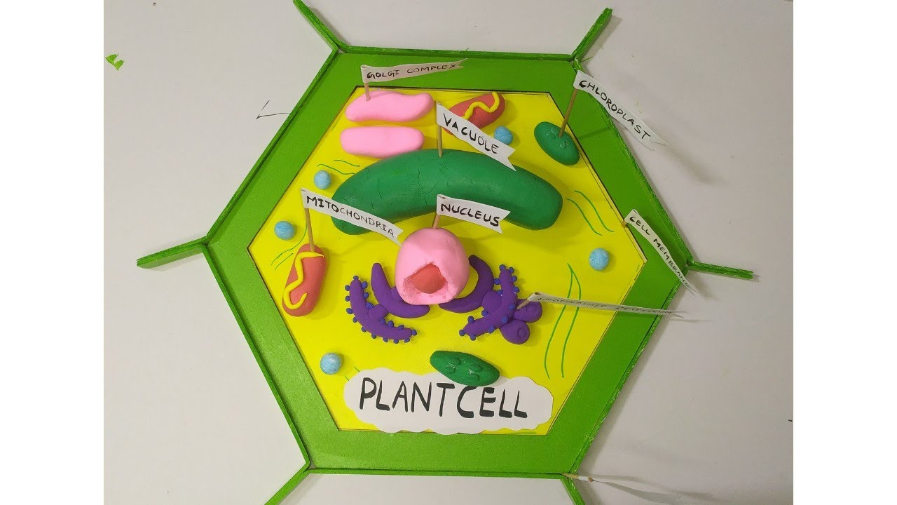 3D Model  of Plant Cell | How to make the model of a plant cell using clay| clay modelling|