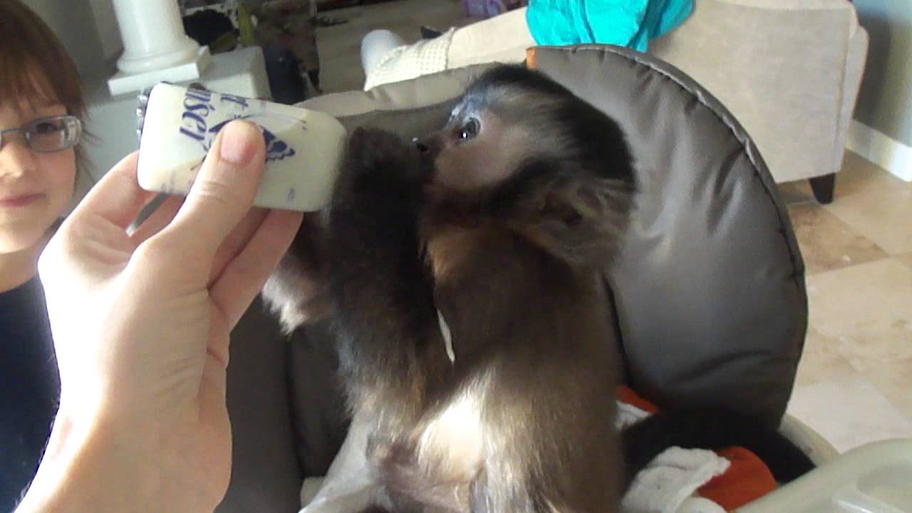 baby monkey Nala drinks her bottle