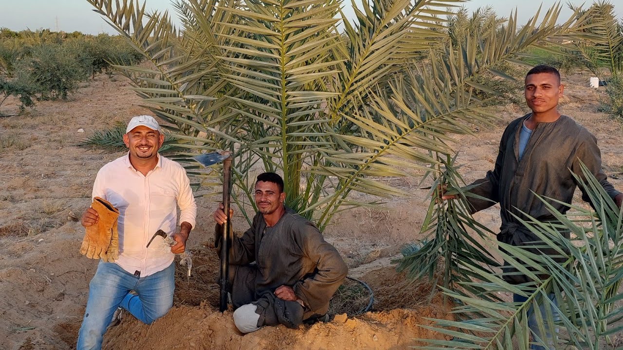 التقليم والخدمة الشتوية للنخيل البرحي