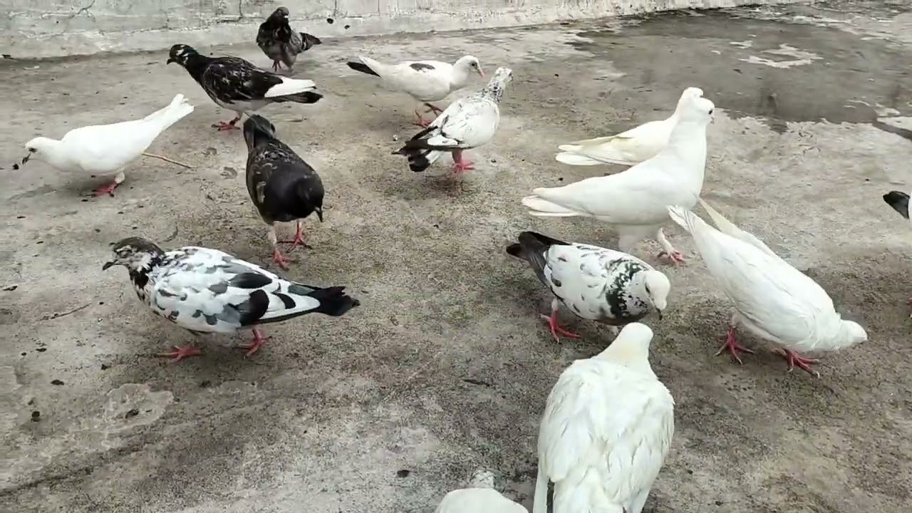 Loft cleared || #birds #pigeonloft ||@Harsha_pet_vlog