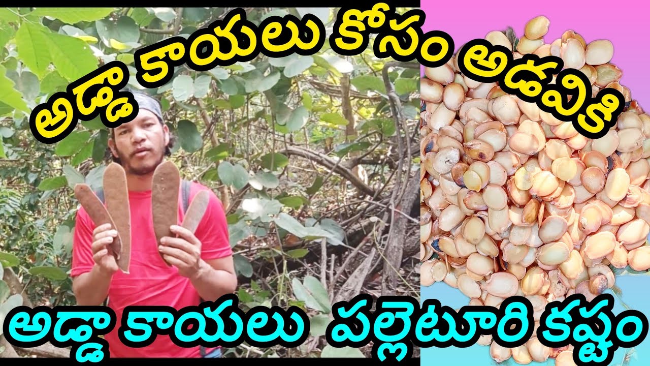 అడ్డా కాయలు కోసం అడవికి  అడ్డా కాయలు కోసం పల్లెటూరు కష్టం 