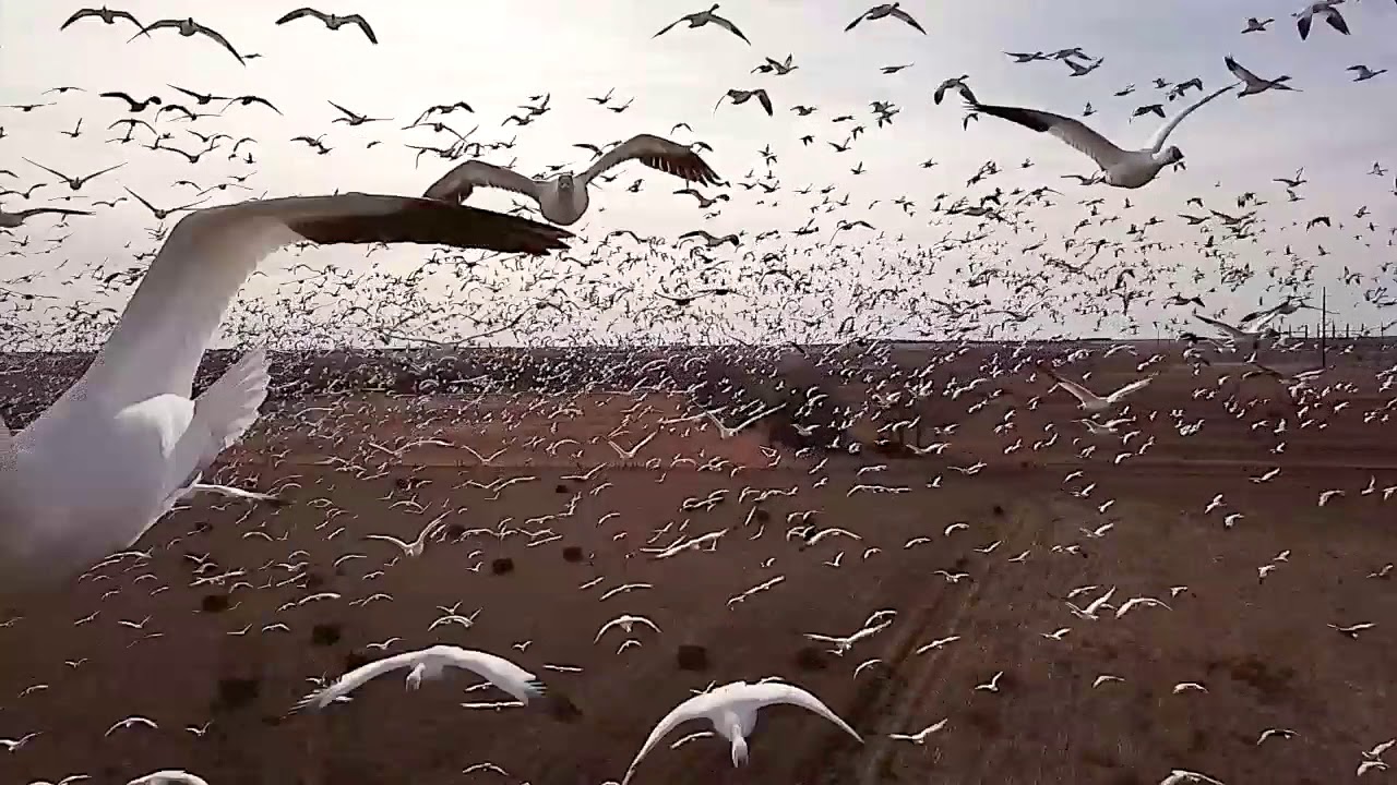 Drone Snow Geese