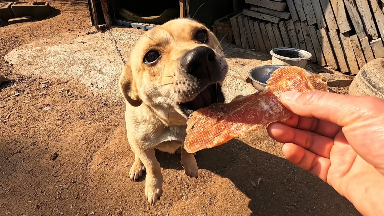 来到山里又见小黄，狗子长胖了！视频暂停，希望多多卖货早点回家
