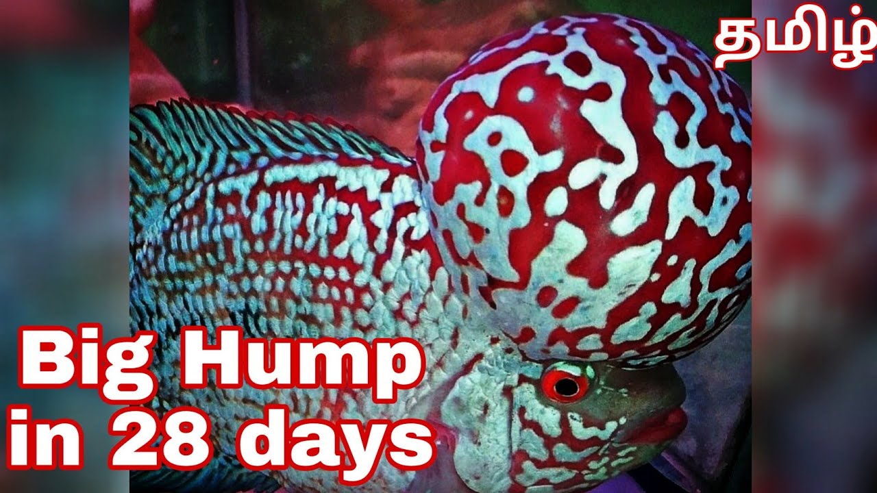 Kamfa Grooming Secrets in Tamil---FlowerHorn Baby/Fry growth Techniques/tips-EshwarGandhi