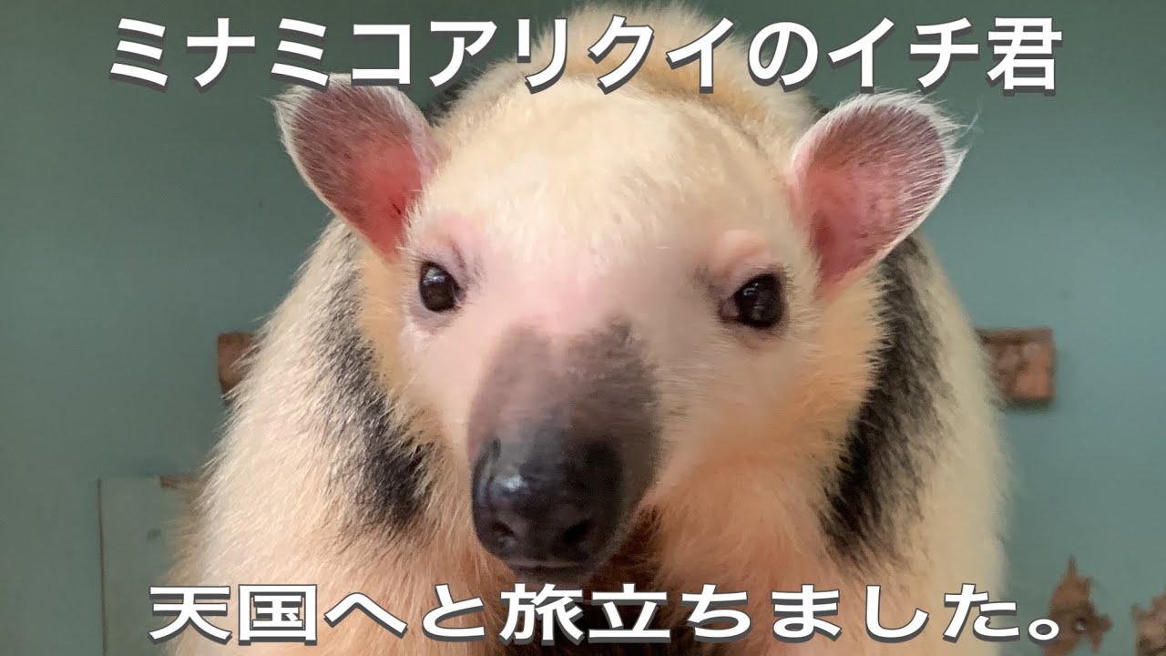 悲しいご報告。ミナミコアリクイのイチ君が天国へと旅立ちました。