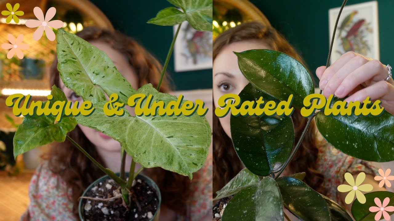 Unique and Under Rated Houseplants that deserve more attention!