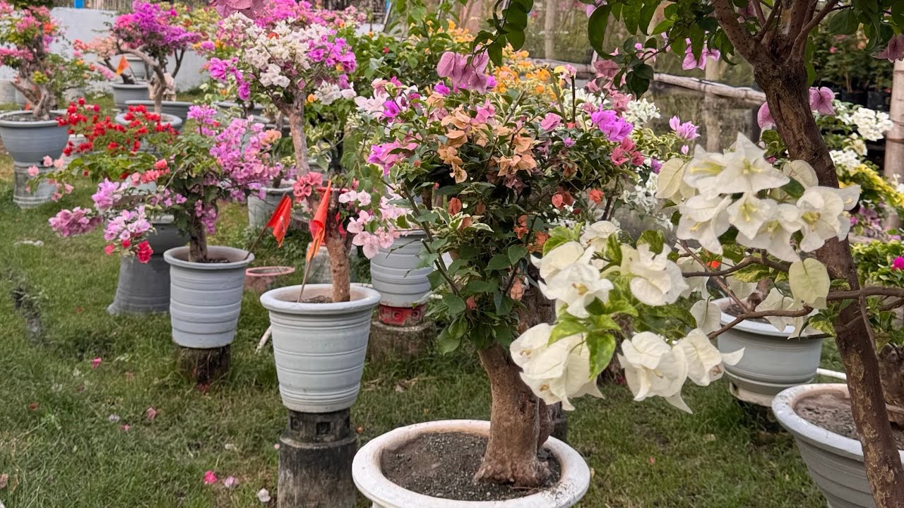 Available grafted bougainvillea here at Royale Garden  | San Miguel Bulacan