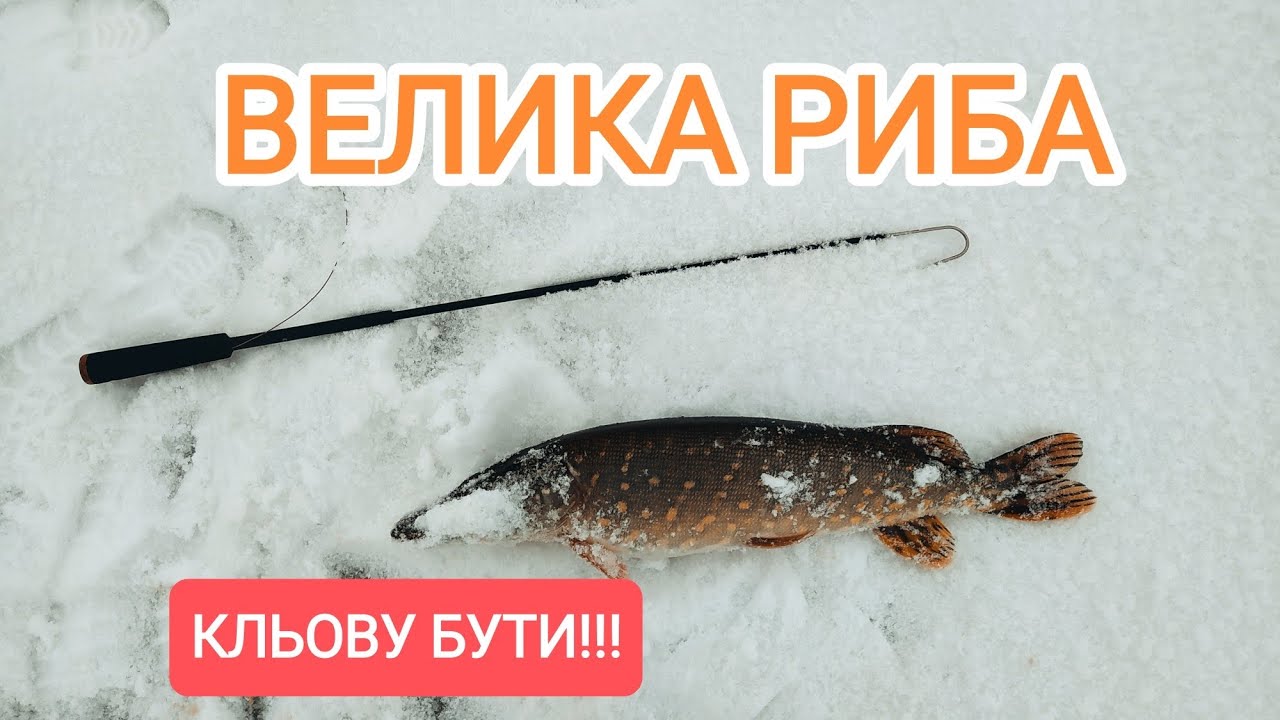 Клюнула велика щука. Риболовля на жерлиці 2026. 