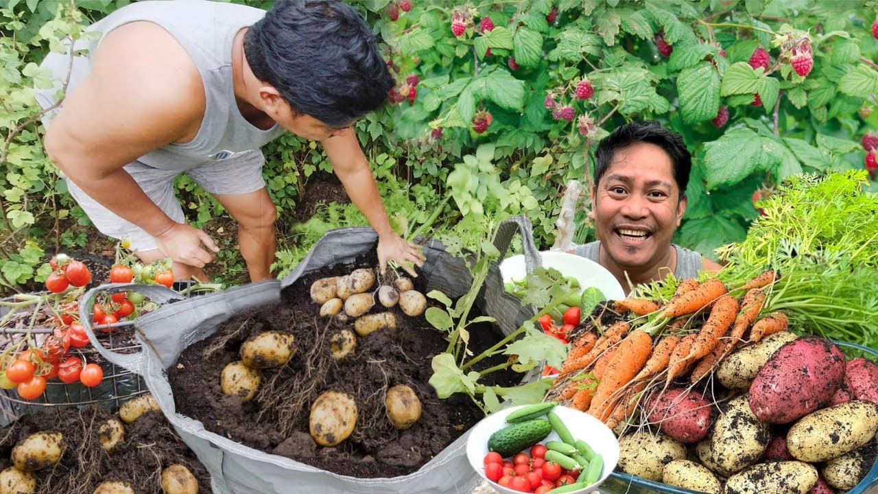 NAPAKASAYANG HARVEST NG PATATAS!!!😊 CARROTS! KAMATIS! PEAS! CUCUMBER at BERRIES! Vegetable Garden.