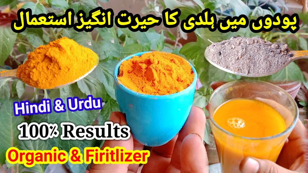 Haldi powder use in garden || best turmeric powder for all plants || hindi & Urdu || 2023