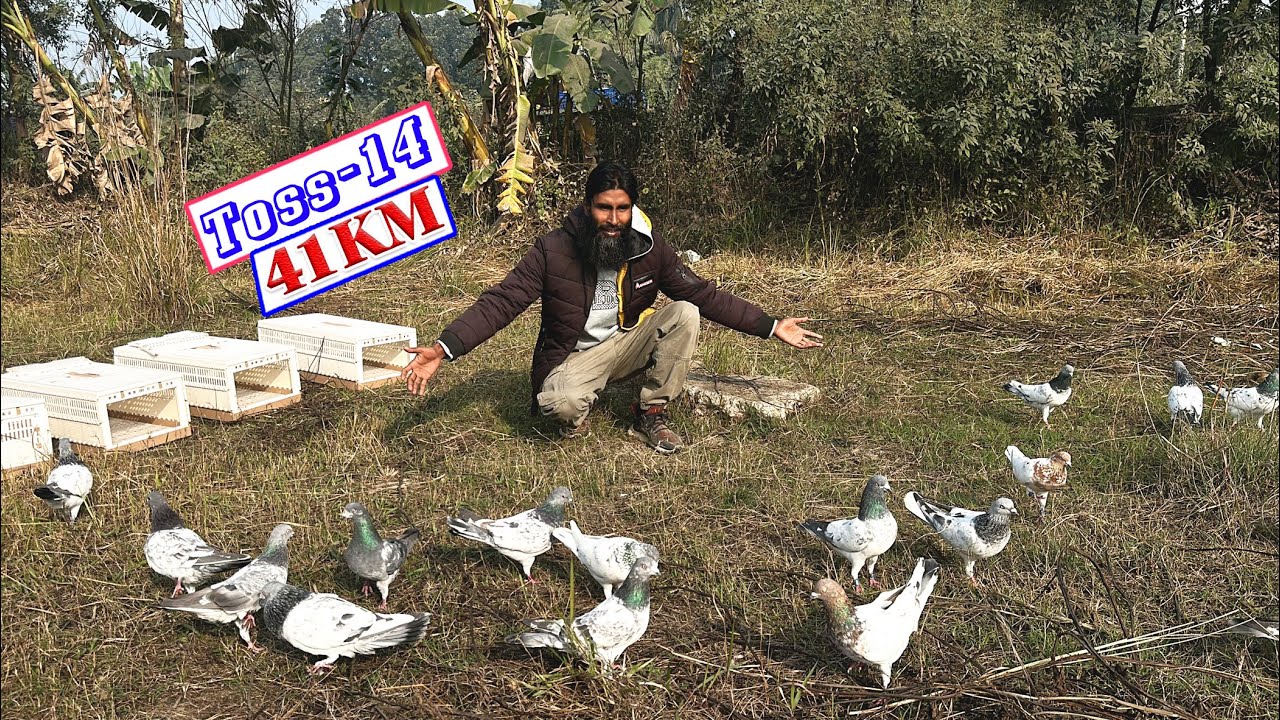 গিরিবাজ কবুতর গুলোর জন্য রেসিং সিজনের সর্বশেষ Toss এর পরই Old Bird Race-2025