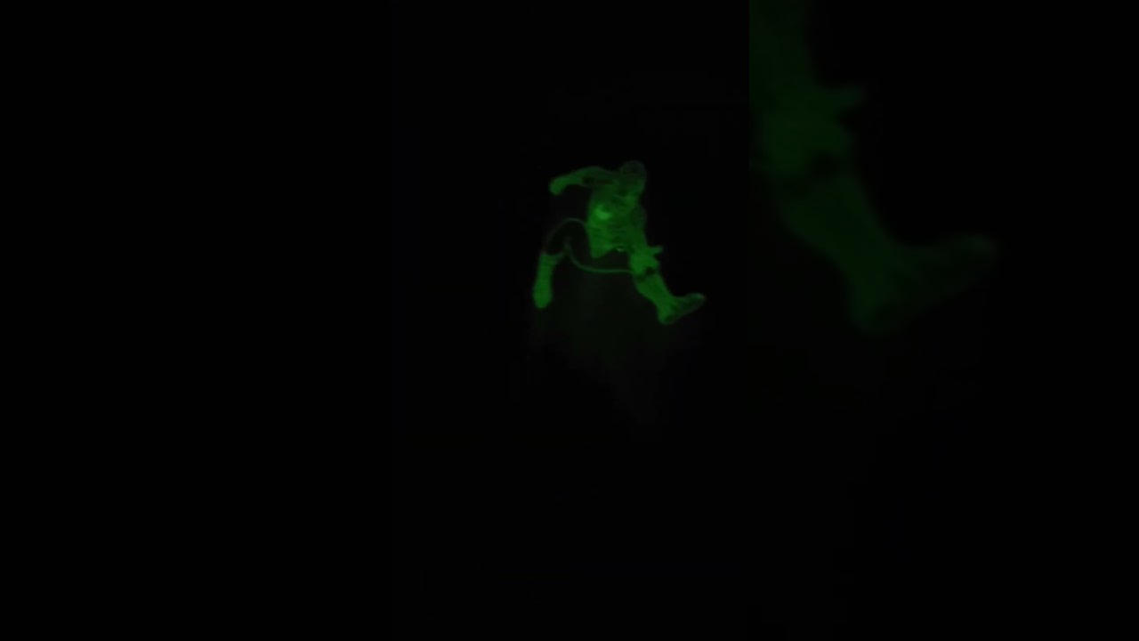 #gaduo