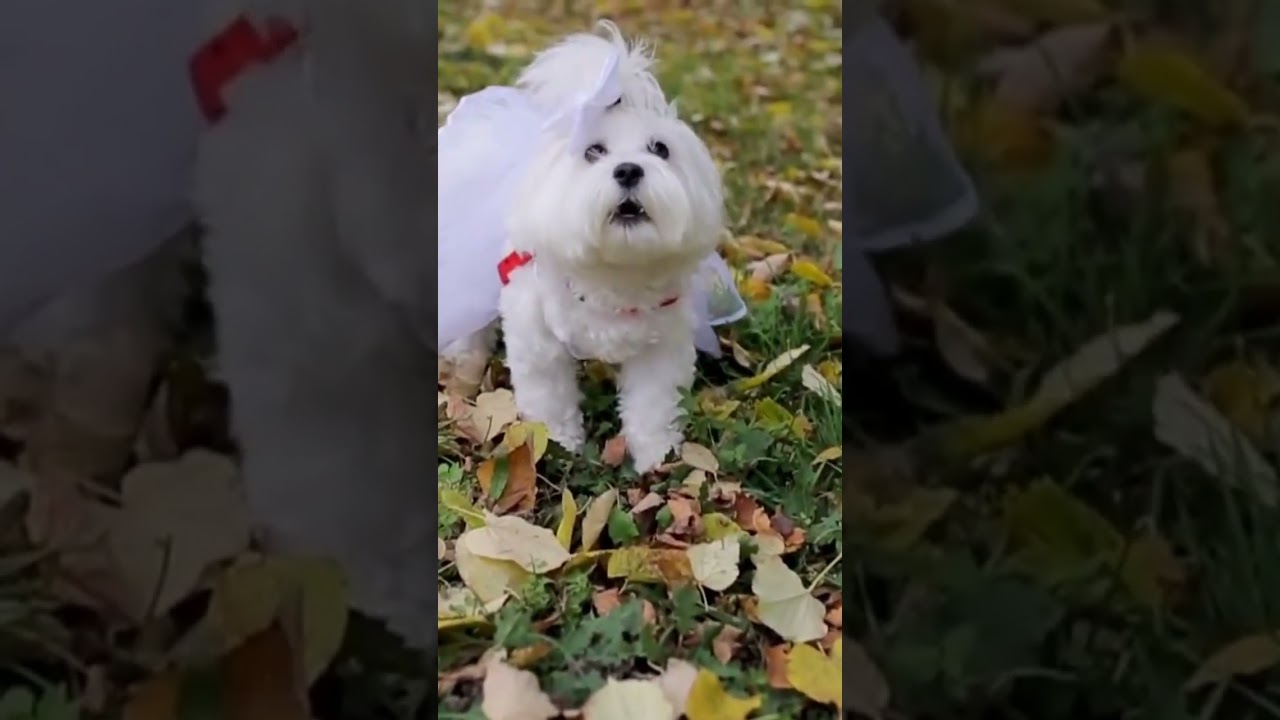 Cute maltese barking 🐶😱❤️ #shorts #youtubeshorts #dog