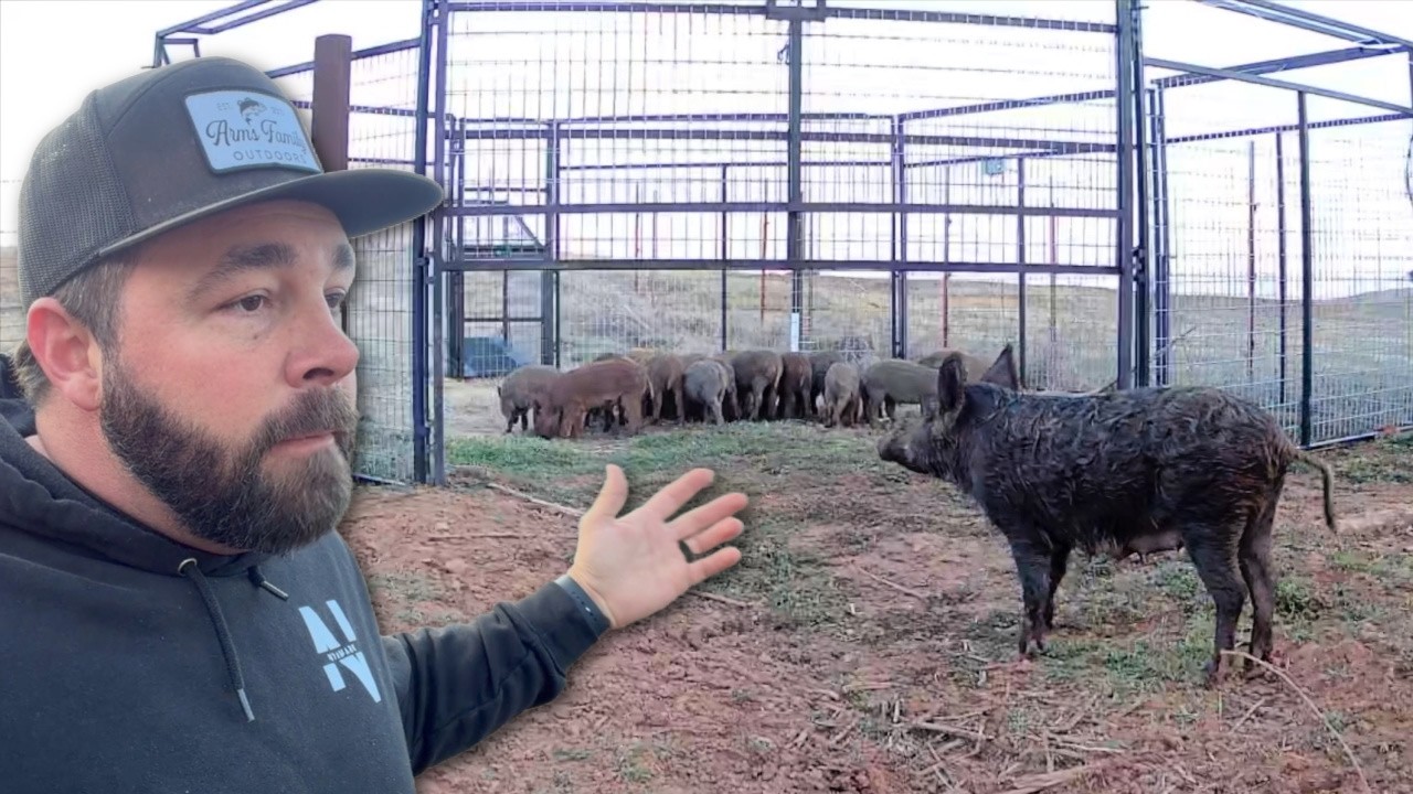 I May Never Catch These Pigs!