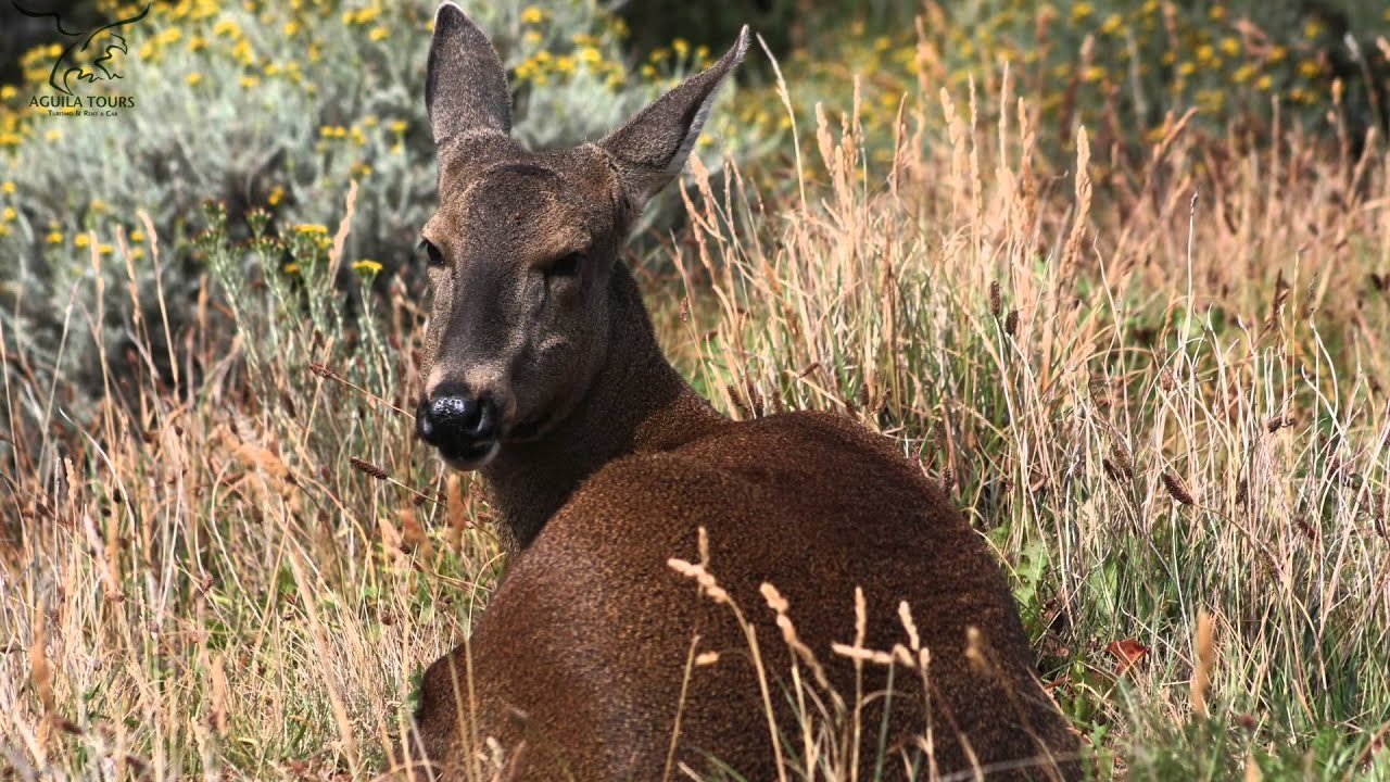 Fauna en Torres del Paine por AguilaTours