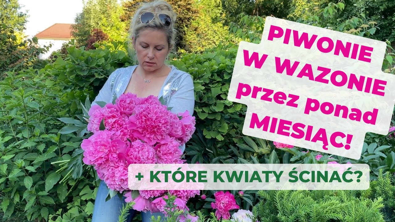 Piwonie w wazonie nawet przez MIESIĄC? To możliwe! Jak wybierać, obcinać i przechowywać kwiaty