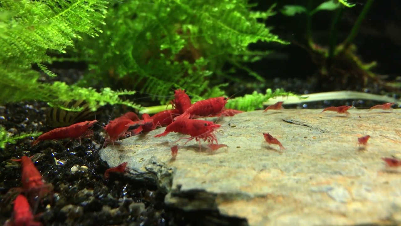Fire red sakura shrimp - Sakura karides