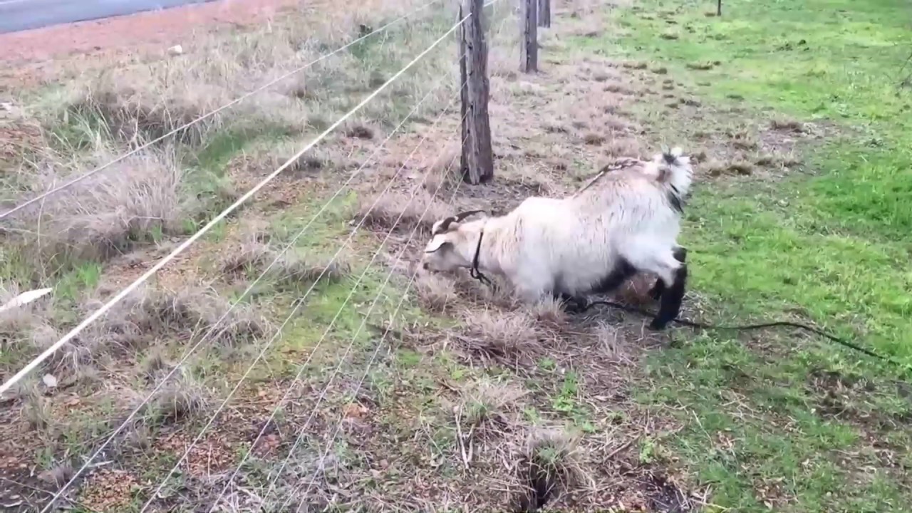 Goat at the electric fence