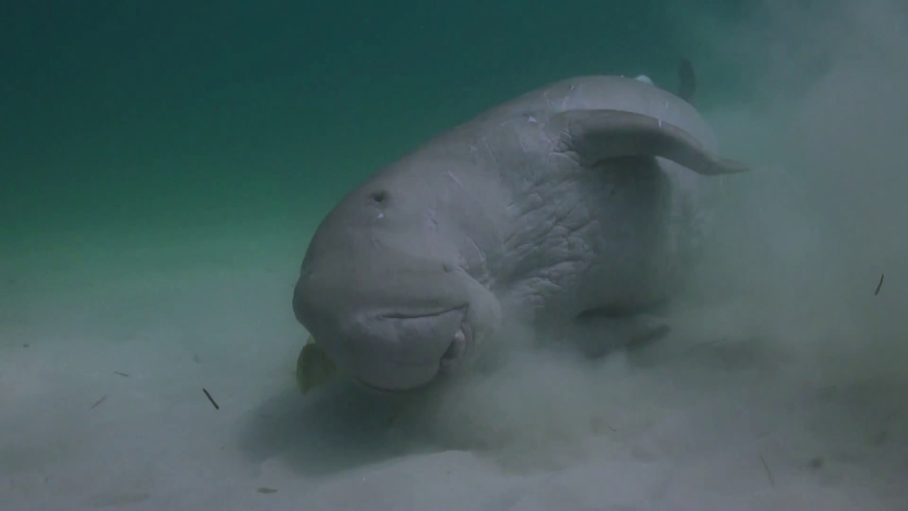 Rare Dugong Swimming Down and Feeding on Seagrass