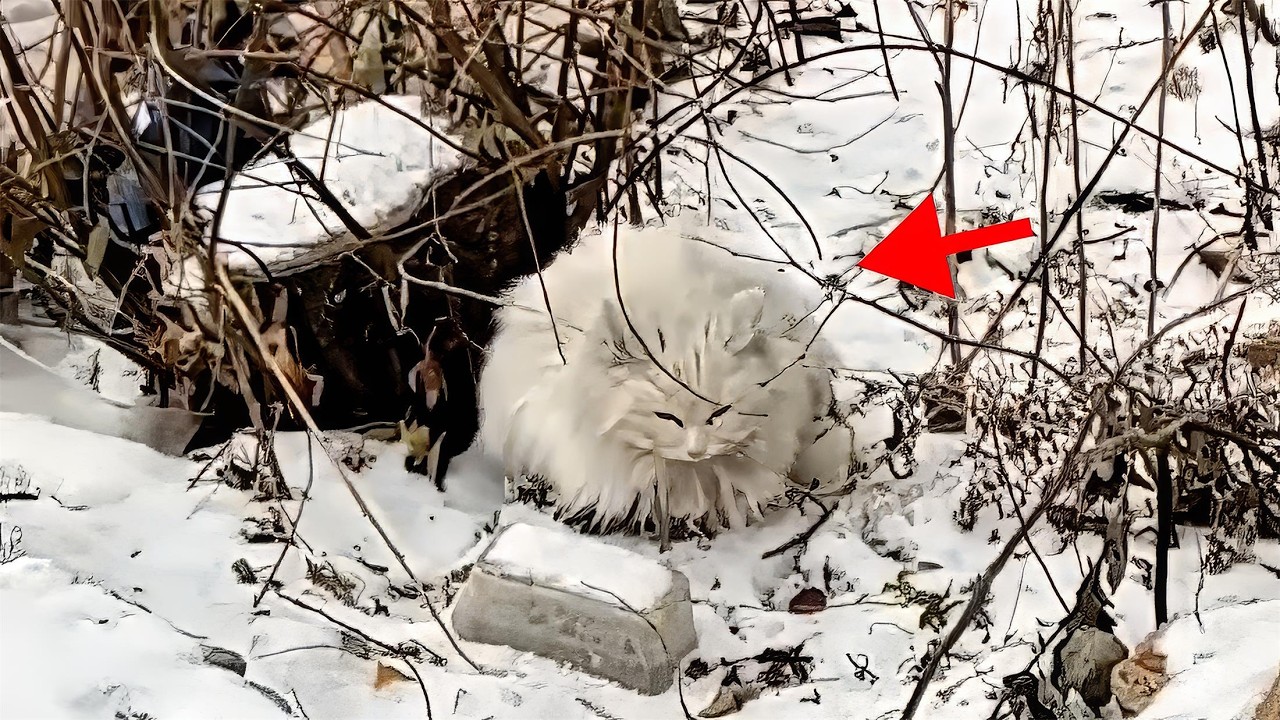 Задирали и беременна! Бездомная кошка ждала смерти в снегу, пока не произошло ЭТО