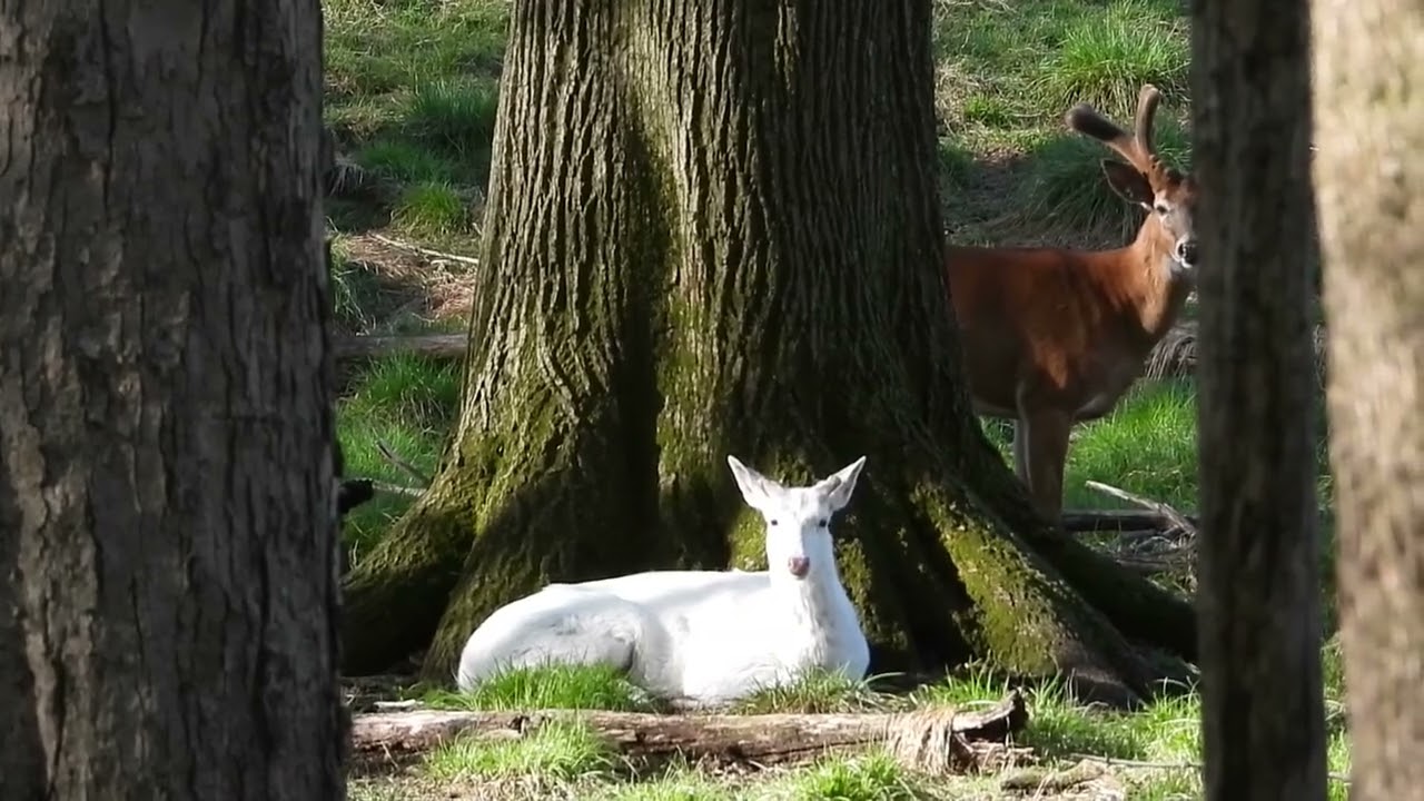Wowzee playing peek-a-boo while Pinky rest next to a giant oak tree