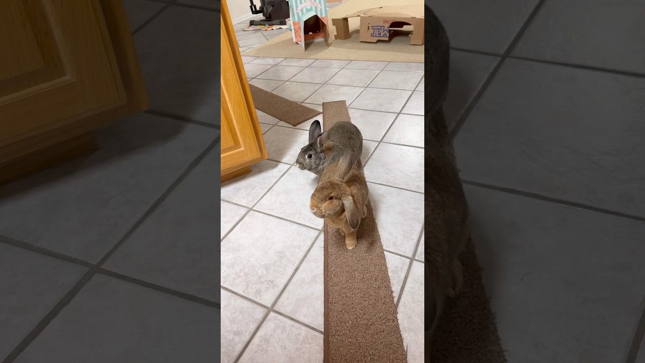 Bunny Trail for House Rabbits! 🐰😄 #shorts