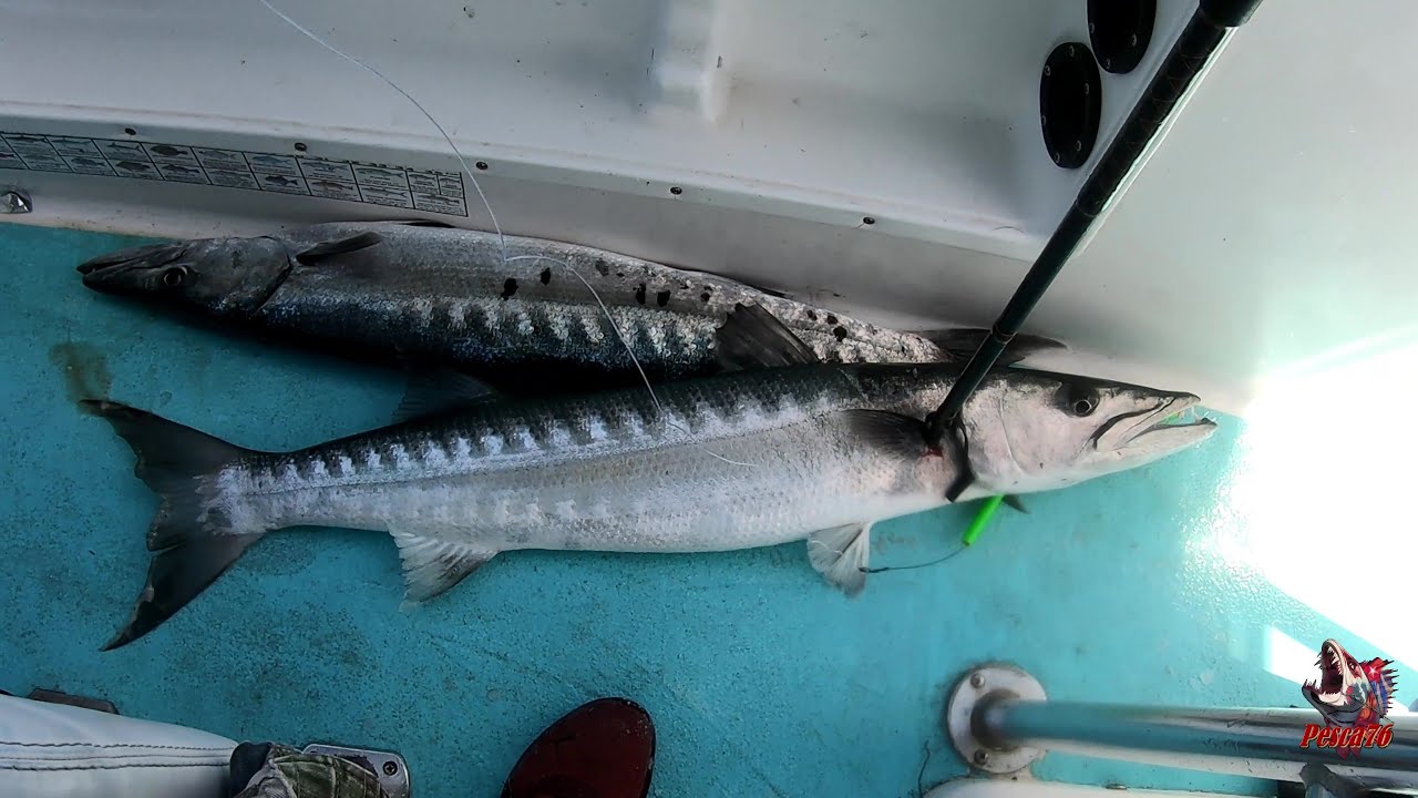 Así se pescan las  barracudas en el golfo  ,pesca con  seguidores de mi canal , tampa , fl