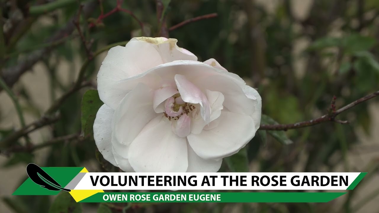 Volunteering at the Owen Rose Garden
