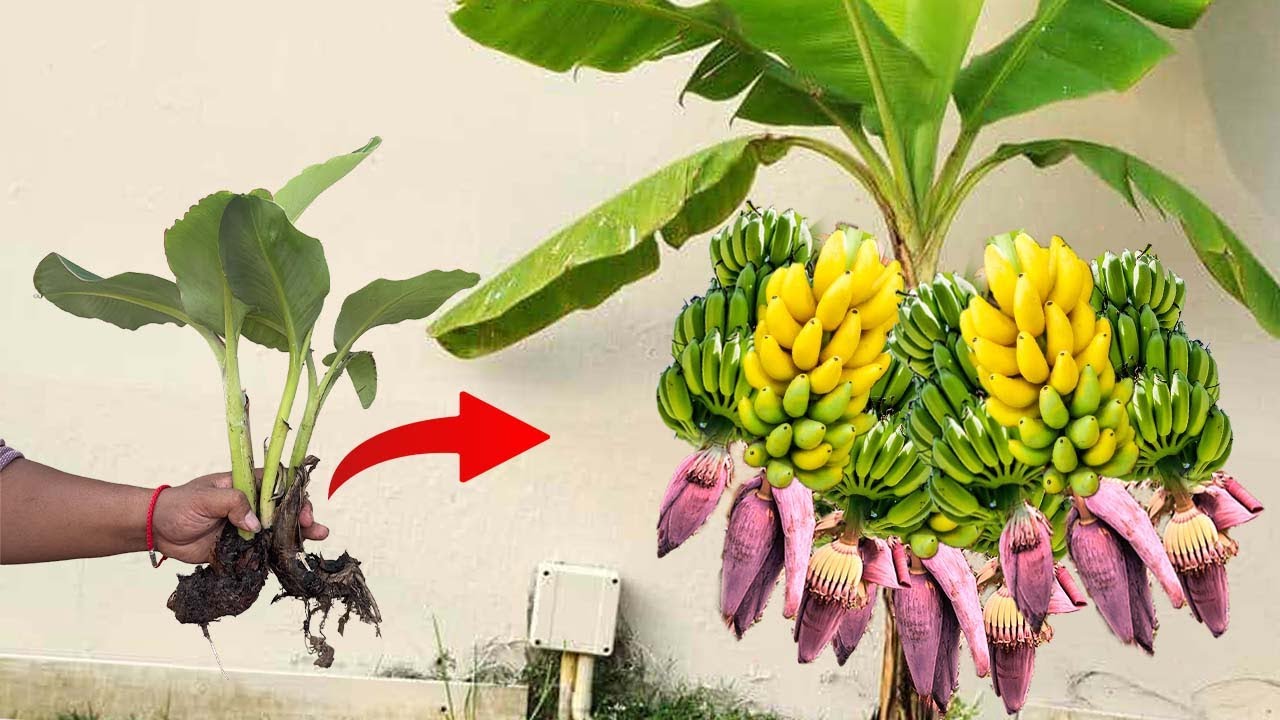 Great Technique For Grafting Banana Tree Growing fast