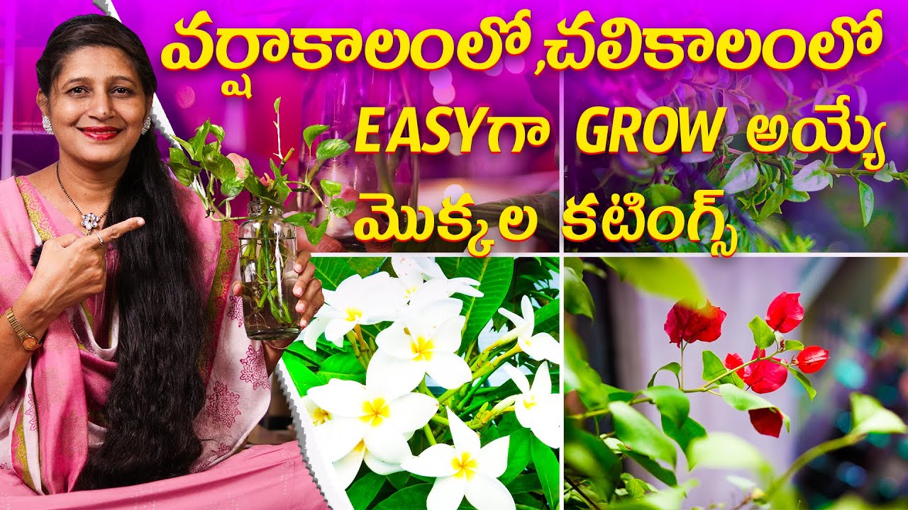 🔴Easy Plant Cuttings to Grow in 🌧️Rainy & Winter Season | Gardening Tips in Telugu