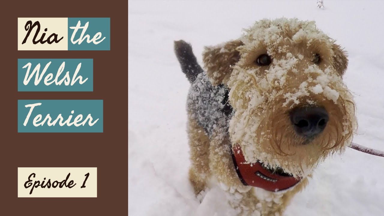 Nia the Welsh Terrier: Episode 1