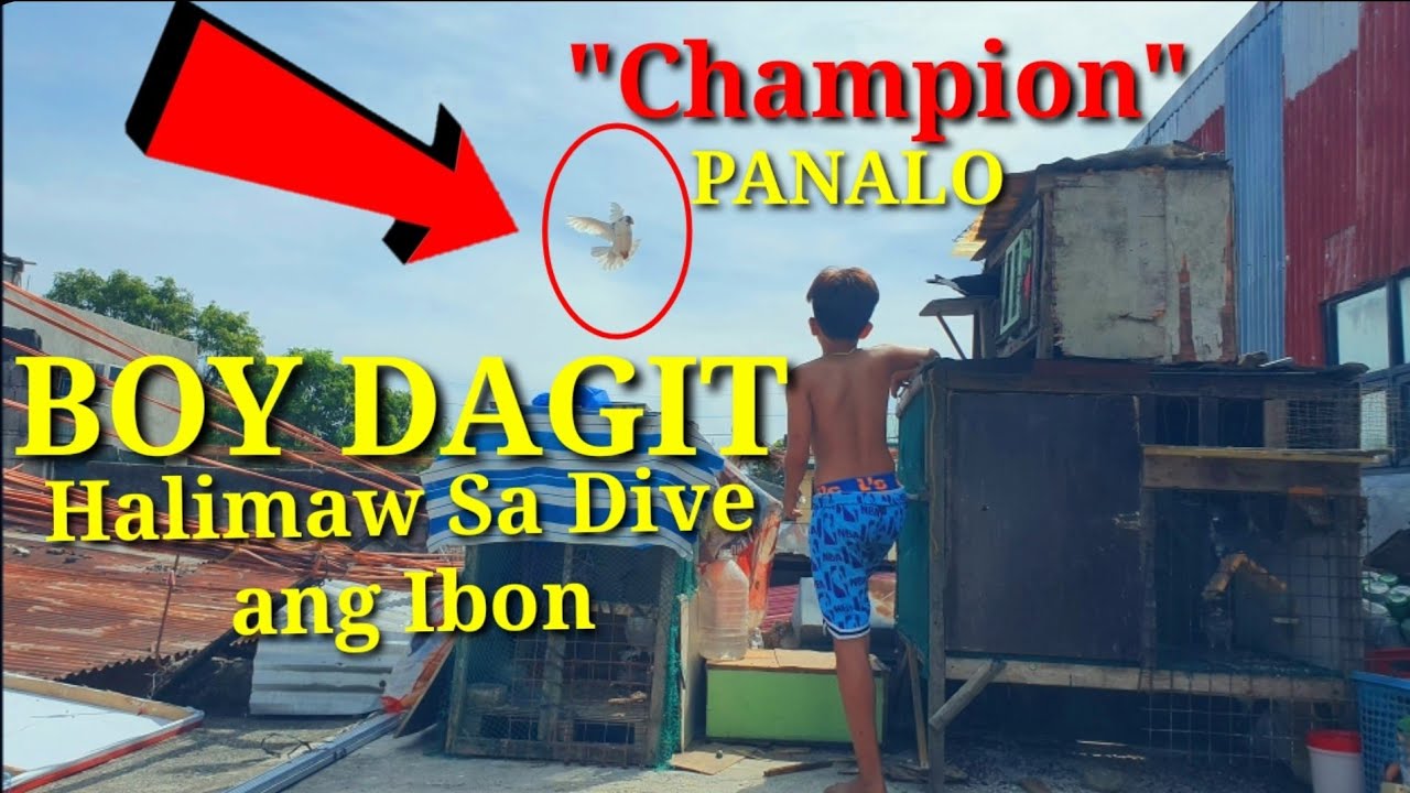 Boy Dagit Panalo Sa Street Race/Karera Ng Kalapati