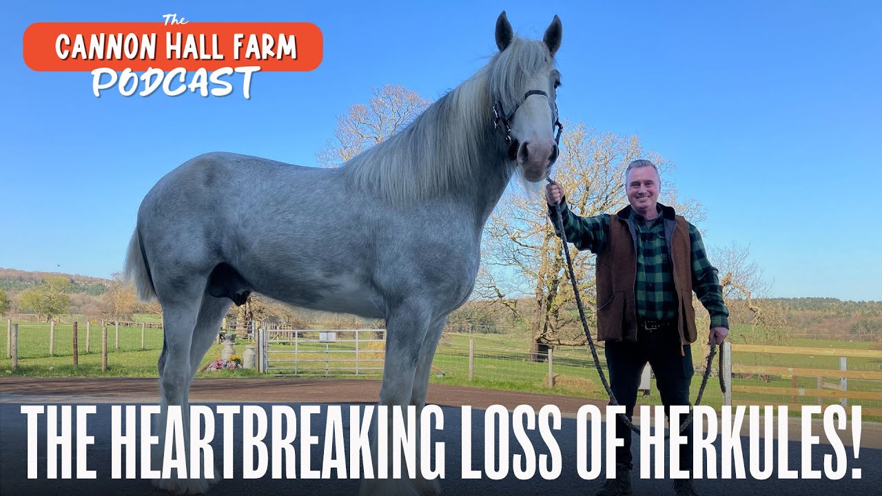 The Heartbreaking Loss of Herkules the Shire Horse! 💔