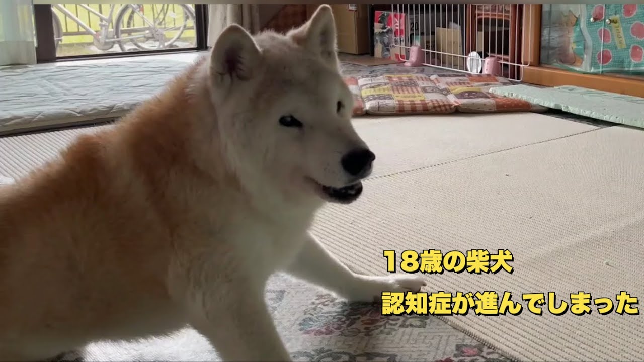 18歳5ヶ月の柴犬の認知症が進み夜泣きや徘徊がひどくなってきました（老犬）（柴犬）（シニア犬）（認知症犬）